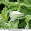 pieris rapae1copula